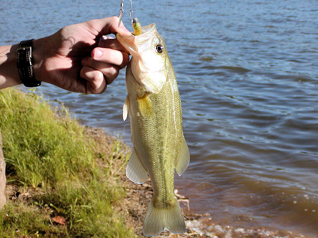 Kentucky Lake Bank Fishing