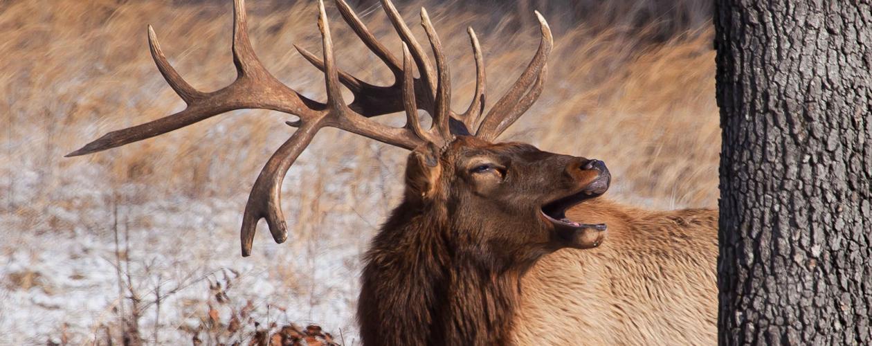 Elk & Bison Prairie