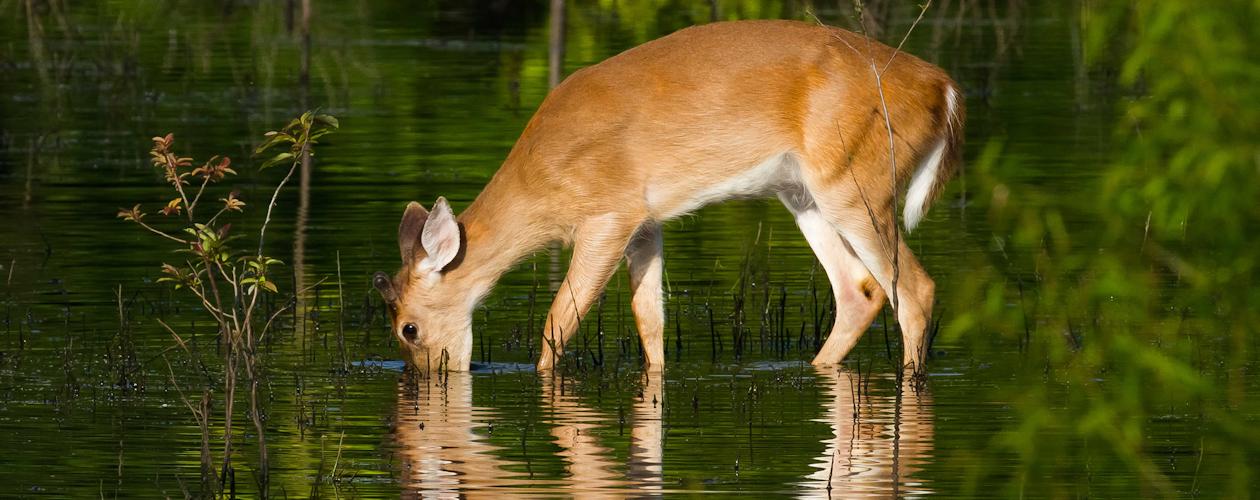 Wildlife in the Kentucky Lake Area