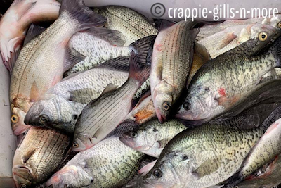 Big Crappie The Top Story; Safety Encouraged