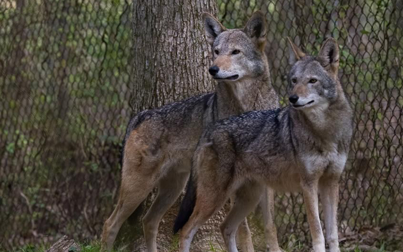 A Howlin' Good Fall Break: Wolf Week at the Woodlands Nature Station