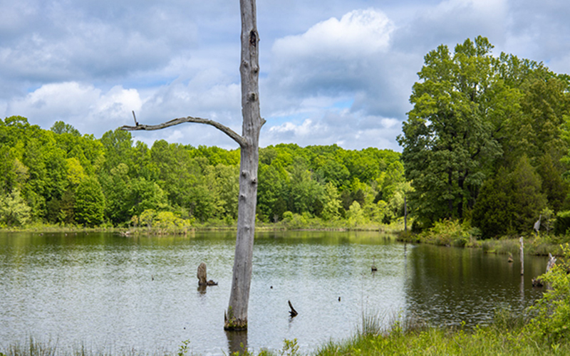 Lakin' It - Duncan Lake