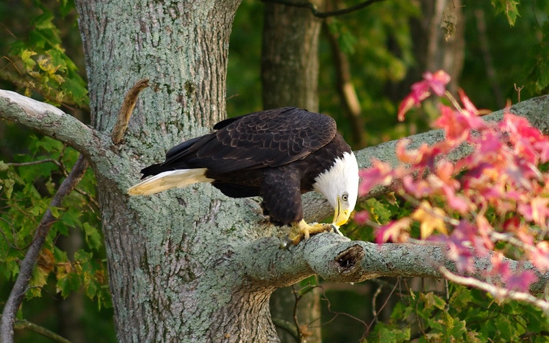 Winter Bald Eagle Spotting