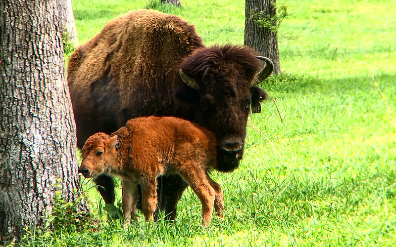 Elk & Bison Prairie