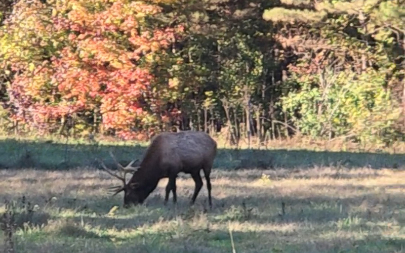 Visiting the Elk and Bison Prairie