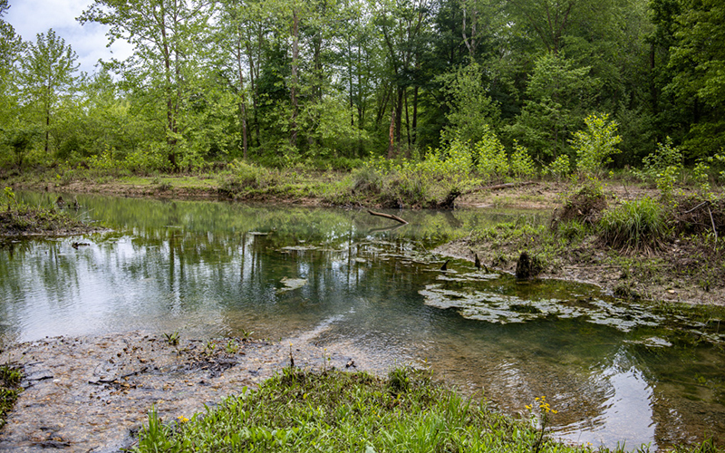 Lakin' It - Ferguson Spring