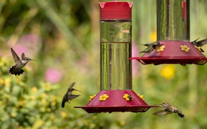 Hummingbird Fest at Nature Station