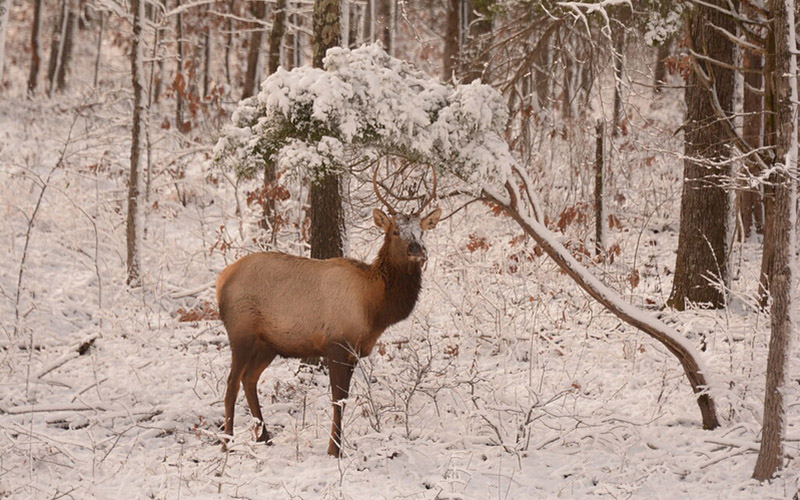 LBL Winter Storm Closure