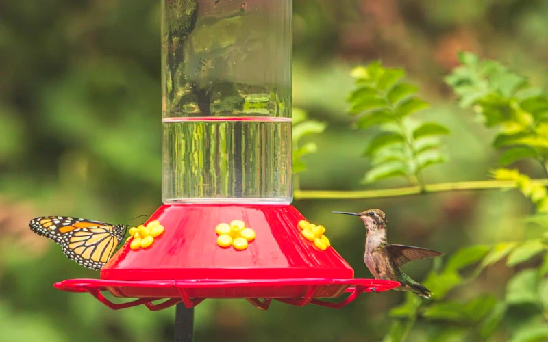 30th Annual Hummingbird Festival at the Nature Station
