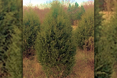 Land Between the Lakes Offers Free Cedar Christmas Trees