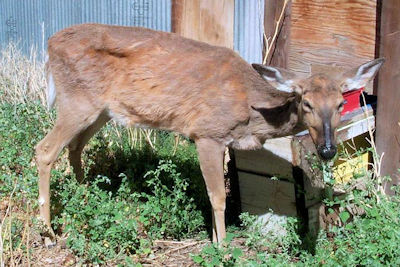 Land Between the Lakes Takes New Measures for Harvested Deer