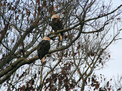 Land Between the Lakes Eagle Tours Still Scheduled
