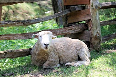 Going to the Baa Baa Shop: Sheep Shearing at the Homeplace
