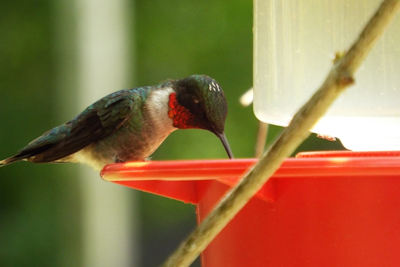 Migration Celebration Planned at
Woodlands Nature Station
