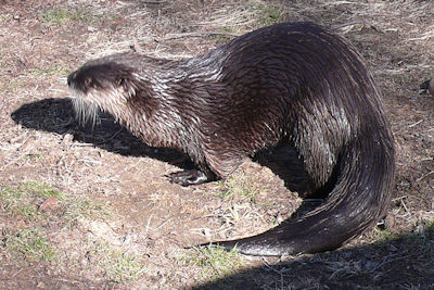 River Days Planned at Woodlands Nature Station
