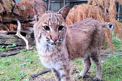 Tap 216 in Murray Hosts June 6 Fundraiser
for Nature Station Bobcat Exhibit