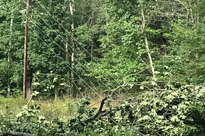 LBL Continues to Clear Debris from Weekend Storms