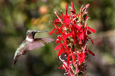 Celebrate Hummingbirds at Woodlands Nature Station