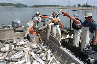 Bio-acoustic fish fence expected to be operational this fall