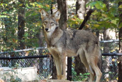Wolf Week: A Howlin' Good Fall Break
at Woodlands Nature Station