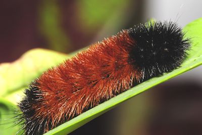 Kids Woolly Bear Weekend Coming to
Woodlands Nature Station