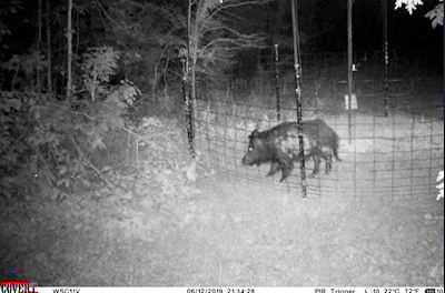 Federal Agencies Announce Winter Feral Hog Eradication Campaign at LBL