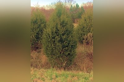 LBL Offers Free Cedar Christmas Trees