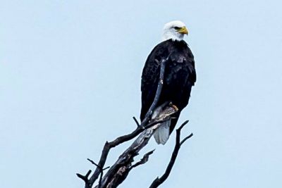 Land Between the Lakes to Host Bald Eagle Viewing Tours and Cruises