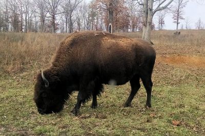 Bison Auction Set for Land Between The Lakes