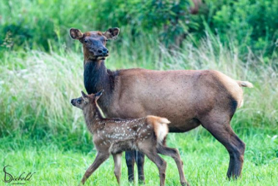 Volunteers Needed for Land Between the Lakes Elk and Bison Prairie and More