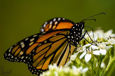 Land Between the Lakes BioBlitz Offers Citizen Science Opportunity for the Public This Fall