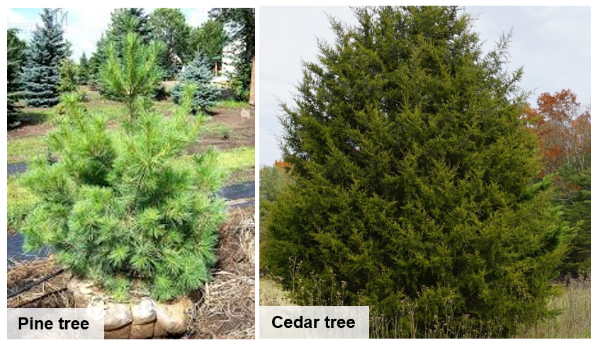 LBL Offering Free Cedar Christmas Trees