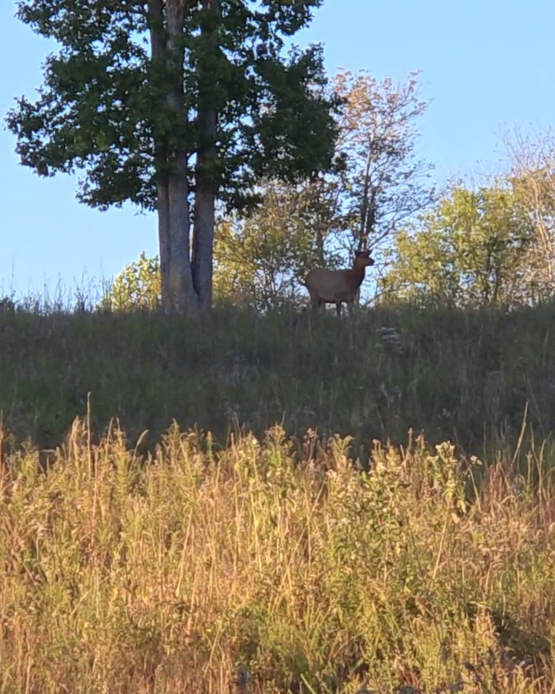Visiting the Elk & Bison Prairie