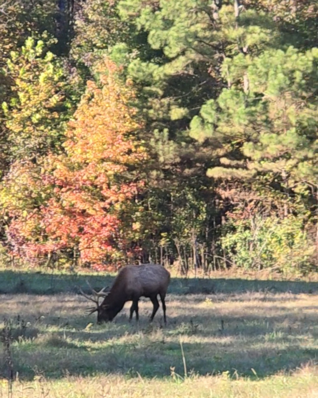 Visiting the Elk & Bison Prairie