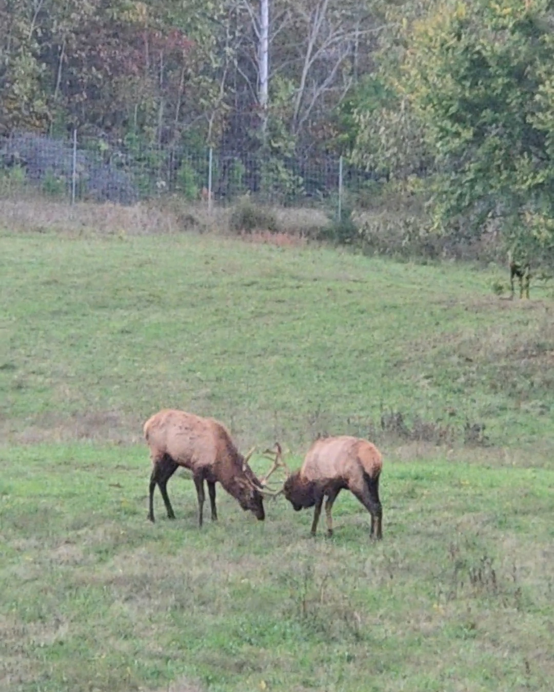 Visiting the Elk & Bison Prairie