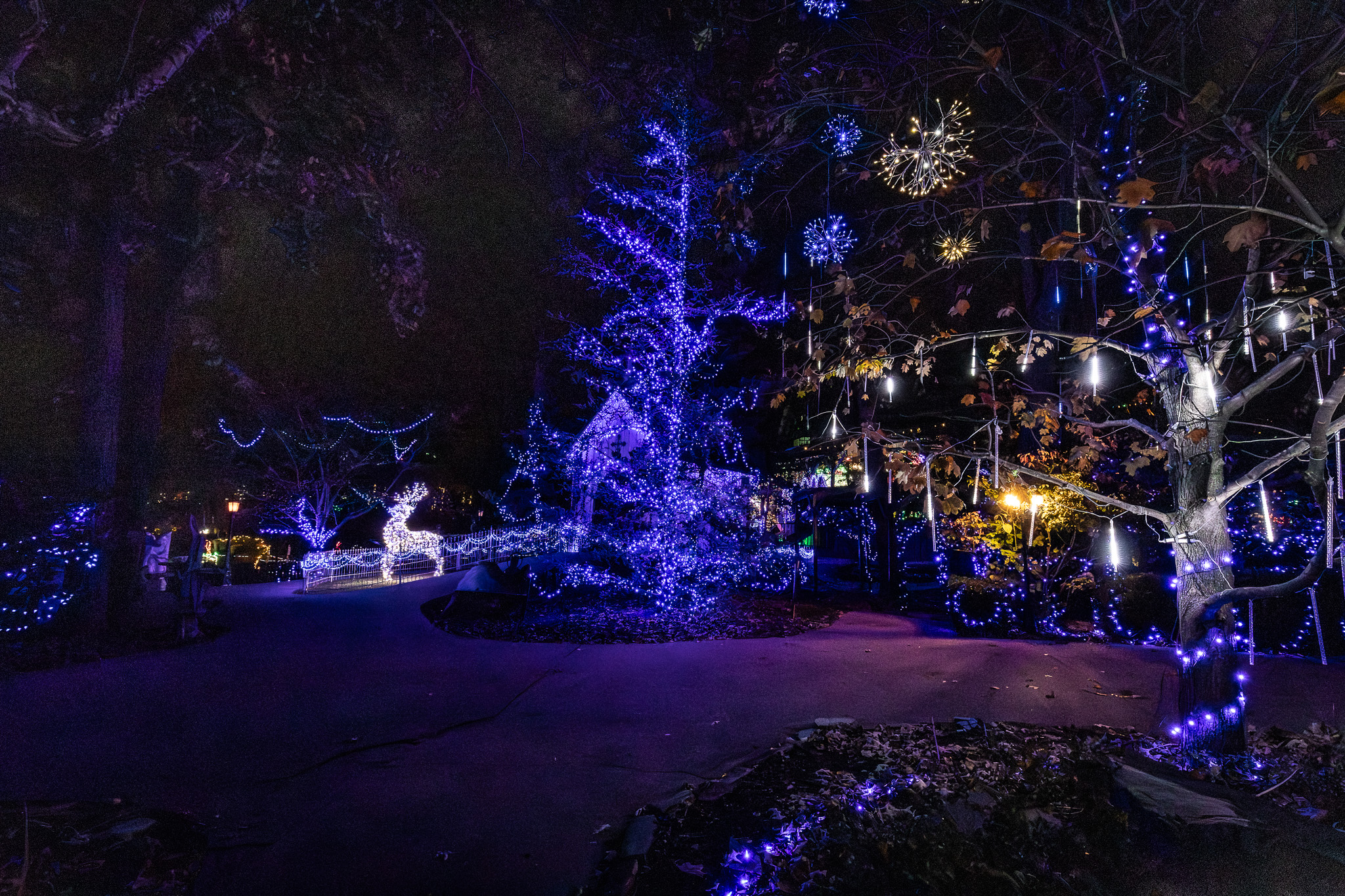 Patti's Holiday Magic - Lights and Loin on Kentucky Lake