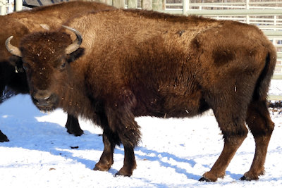 Land Between The Lakes' Virtual Bison Auction Underway