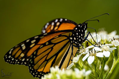 LBL Offers Free BioBlitz Program This Spring