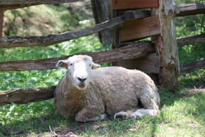 Sheep Shearing Returns to the Homeplace on April 10