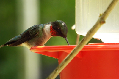 Migration Celebration and Native Plant Sale Planned at Woodlands Nature Station