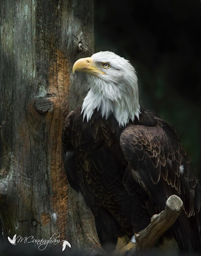 Celebrate 4th of July at the Woodlands Nature Station
