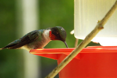 August is Hummingbird Month at Woodlands Nature Station