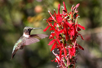 Woodlands Nature Station to Host 25th Annual Hummingbird Festival