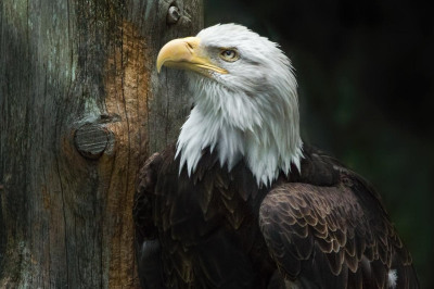 The End of an Era: 45-year-old Bald Eagle Passes at Woodlands Nature Station