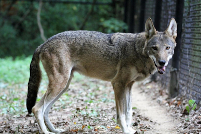 A Hootin' and Howlin' Good Fall Break at Woodlands Nature Station