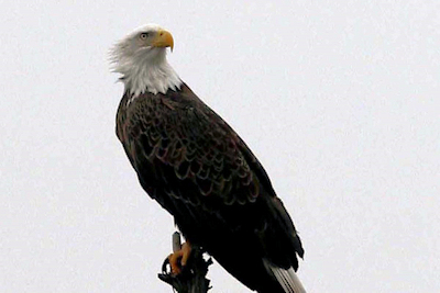 Eagle Viewing Cruises Canceled; Other Viewing Options Scheduled