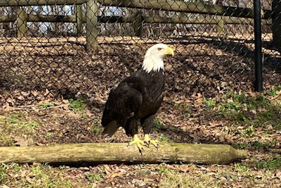 Land Between the Lakes Welcomes New Bald Eagle to Woodlands Nature Station