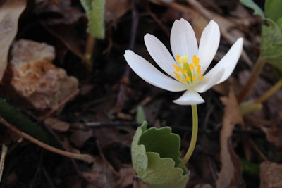 Celebrate Spring with the Woodlands Nature Station