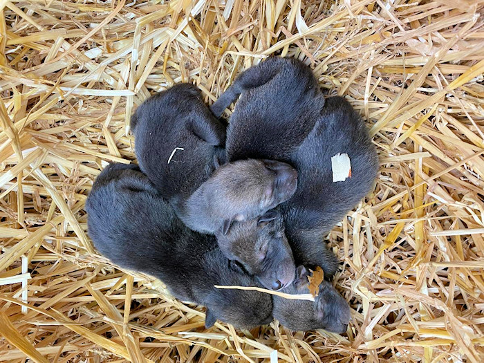 Surprise Litter of Rare Red Wolves Born at the Woodlands Nature Station
