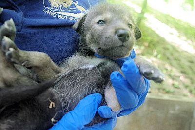 Surprise Litter of Rare Red Wolves Born at the Woodlands Nature Station
